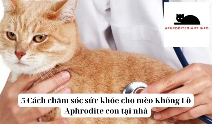 5 Cách chăm sóc sức khỏe cho mèo Khổng Lồ Aphrodite con tại nhà