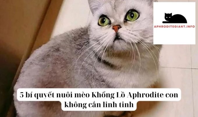 5 bí quyết nuôi mèo Khổng Lồ Aphrodite con không cắn linh tinh