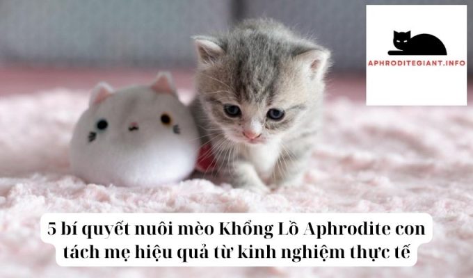 5 bí quyết nuôi mèo Khổng Lồ Aphrodite con tách mẹ hiệu quả từ kinh nghiệm thực tế