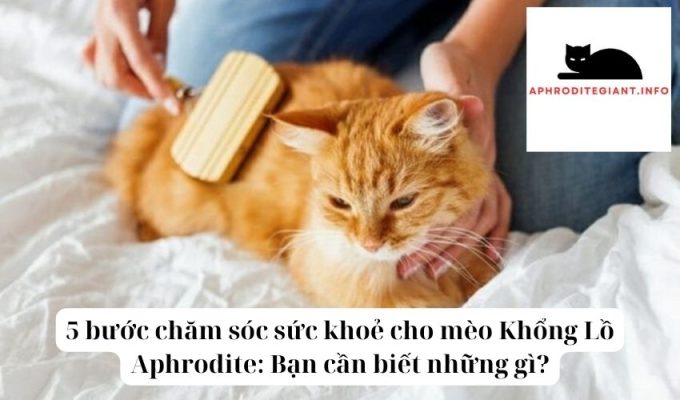 5 bước chăm sóc sức khoẻ cho mèo Khổng Lồ Aphrodite Bạn cần biết những gì