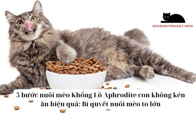 5 bước nuôi mèo Khổng Lồ Aphrodite con không kén ăn hiệu quả Bí quyết nuôi mèo to lớn