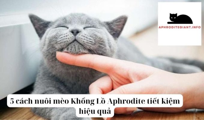 5 cách nuôi mèo Khổng Lồ Aphrodite tiết kiệm hiệu quả