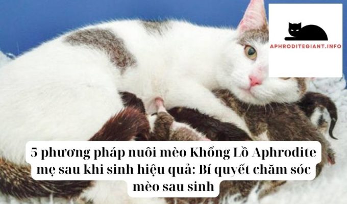 5 phương pháp nuôi mèo Khổng Lồ Aphrodite mẹ sau khi sinh hiệu quả Bí quyết chăm sóc mèo sau sinh