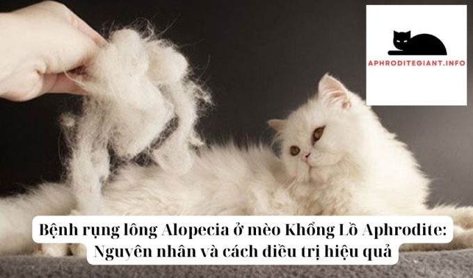 Bệnh rụng lông Alopecia ở mèo Khổng Lồ Aphrodite Nguyên nhân và cách điều trị hiệu quả