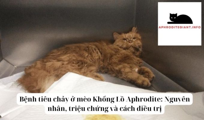 Bệnh tiêu chảy ở mèo Khổng Lồ Aphrodite Nguyên nhân, triệu chứng và cách điều trị