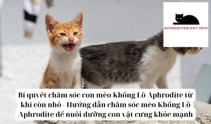 Bí quyết chăm sóc con mèo Khổng Lồ Aphrodite từ khi còn nhỏ - Hướng dẫn chăm sóc mèo Khổng Lồ Aphrodite để nuôi dưỡng con vật cưng khỏe mạnh