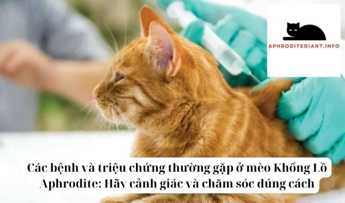 Các bệnh và triệu chứng thường gặp ở mèo Khổng Lồ Aphrodite Hãy cảnh giác và chăm sóc đúng cách