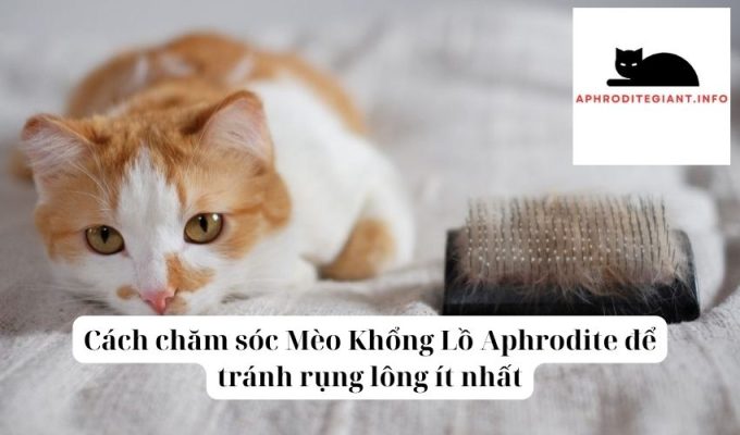 Cách chăm sóc Mèo Khổng Lồ Aphrodite để tránh rụng lông ít nhất