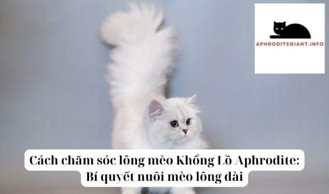 Cách chăm sóc lông mèo Khổng Lồ Aphrodite Bí quyết nuôi mèo lông dài