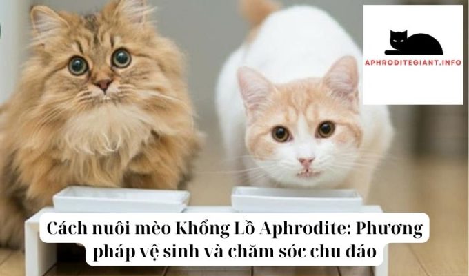 Cách nuôi mèo Khổng Lồ Aphrodite Phương pháp vệ sinh và chăm sóc chu đáo