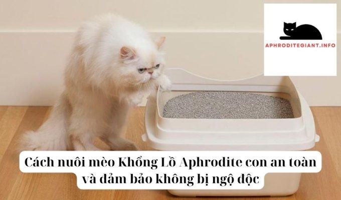 Cách nuôi mèo Khổng Lồ Aphrodite con an toàn và đảm bảo không bị ngộ độc