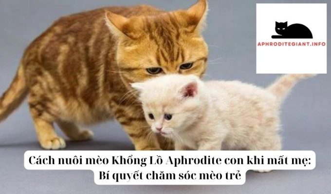 Cách nuôi mèo Khổng Lồ Aphrodite con khi mất mẹ Bí quyết chăm sóc mèo trẻ