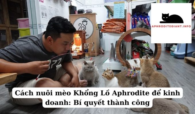 Cách nuôi mèo Khổng Lồ Aphrodite để kinh doanh Bí quyết thành công