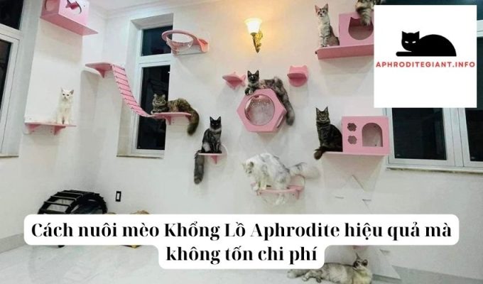 Cách nuôi mèo Khổng Lồ Aphrodite hiệu quả mà không tốn chi phí