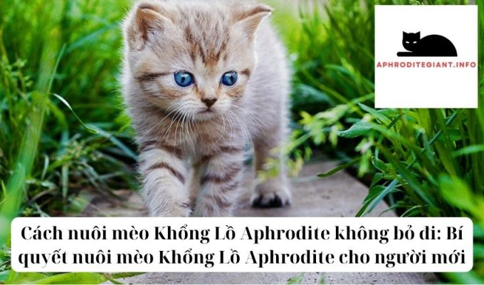 Cách nuôi mèo Khổng Lồ Aphrodite không bỏ đi Bí quyết nuôi mèo Khổng Lồ Aphrodite cho người mới