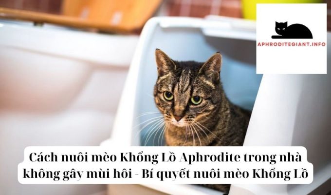 Cách nuôi mèo Khổng Lồ Aphrodite trong nhà không gây mùi hôi - Bí quyết nuôi mèo Khổng Lồ