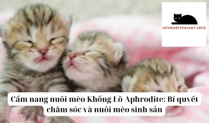 Cẩm nang nuôi mèo Khổng Lồ Aphrodite Bí quyết chăm sóc và nuôi mèo sinh sản