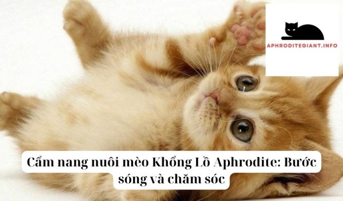 Cẩm nang nuôi mèo Khổng Lồ Aphrodite Bước sóng và chăm sóc