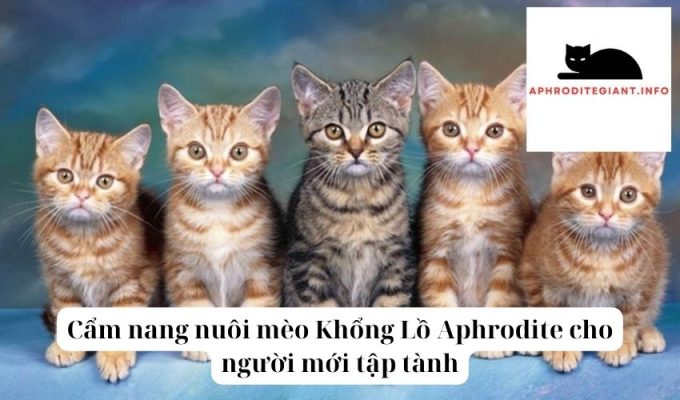 Cẩm nang nuôi mèo Khổng Lồ Aphrodite cho người mới tập tành