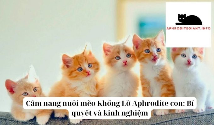 Cẩm nang nuôi mèo Khổng Lồ Aphrodite con Bí quyết và kinh nghiệm