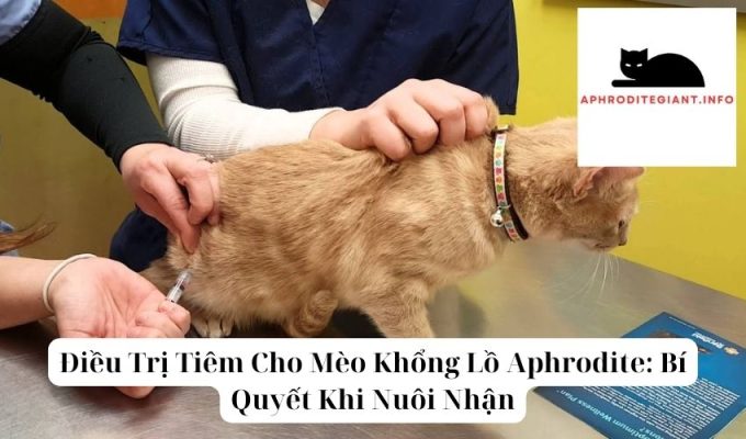 Điều Trị Tiêm Cho Mèo Khổng Lồ Aphrodite Bí Quyết Khi Nuôi Nhận