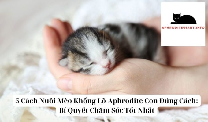 5 Cách Nuôi Mèo Khổng Lồ Aphrodite Con Đúng Cách: Bí Quyết Chăm Sóc Tốt Nhất