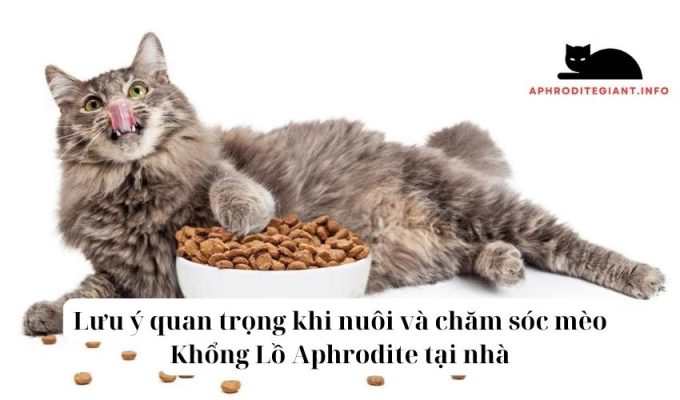 Lưu ý quan trọng khi nuôi và chăm sóc mèo Khổng Lồ Aphrodite tại nhà