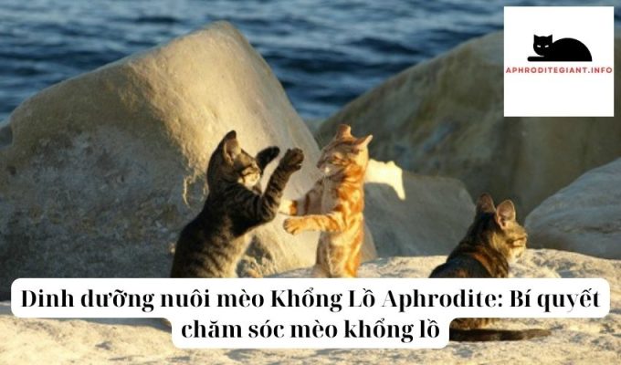 Dinh dưỡng nuôi mèo Khổng Lồ Aphrodite: Bí quyết chăm sóc mèo khổng lồ