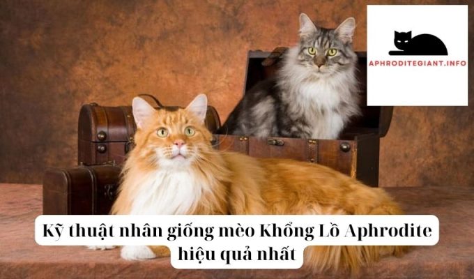 Kỹ thuật nhân giống mèo Khổng Lồ Aphrodite hiệu quả nhất