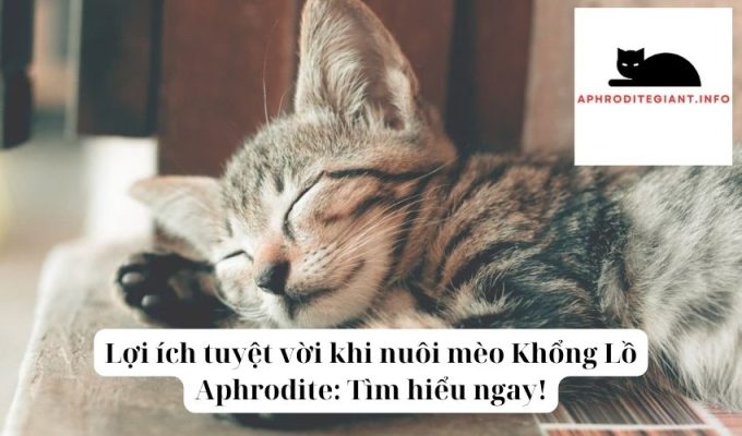 Lợi ích tuyệt vời khi nuôi mèo Khổng Lồ Aphrodite Tìm hiểu ngay!