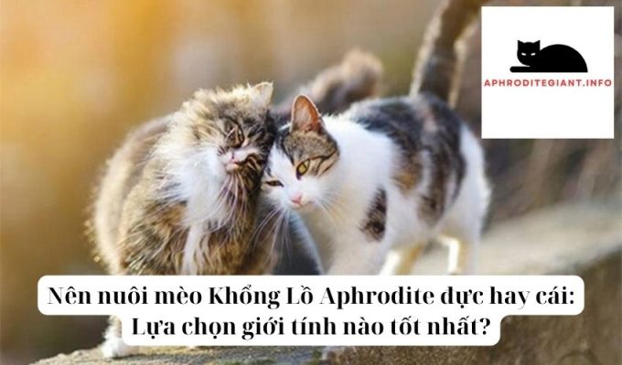 Nên nuôi mèo Khổng Lồ Aphrodite đực hay cái Lựa chọn giới tính nào tốt nhất