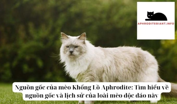 Nguồn gốc của mèo Khổng Lồ Aphrodite Tìm hiểu về nguồn gốc và lịch sử của loài mèo độc đáo này