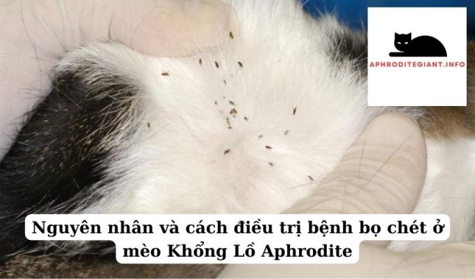 Nguyên nhân và cách điều trị bệnh bọ chét ở mèo Khổng Lồ Aphrodite