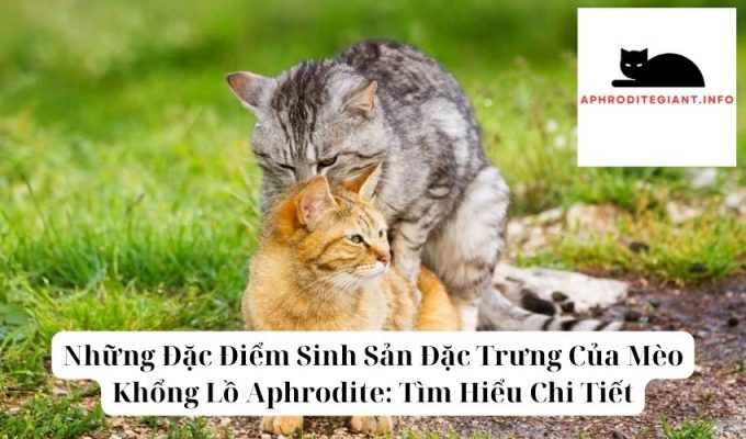 Những Đặc Điểm Sinh Sản Đặc Trưng Của Mèo Khổng Lồ Aphrodite Tìm Hiểu Chi Tiết