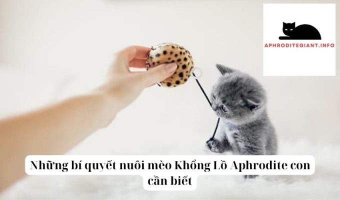 Những bí quyết nuôi mèo Khổng Lồ Aphrodite con cần biết