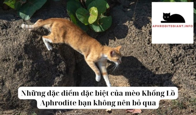 Những đặc điểm đặc biệt của mèo Khổng Lồ Aphrodite bạn không nên bỏ qua