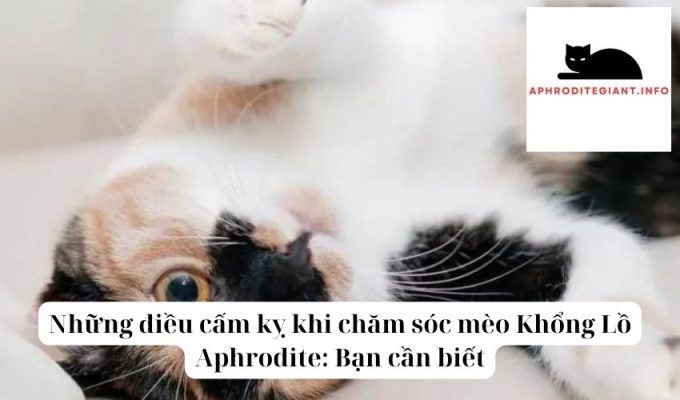 Những điều cấm kỵ khi chăm sóc mèo Khổng Lồ Aphrodite Bạn cần biết