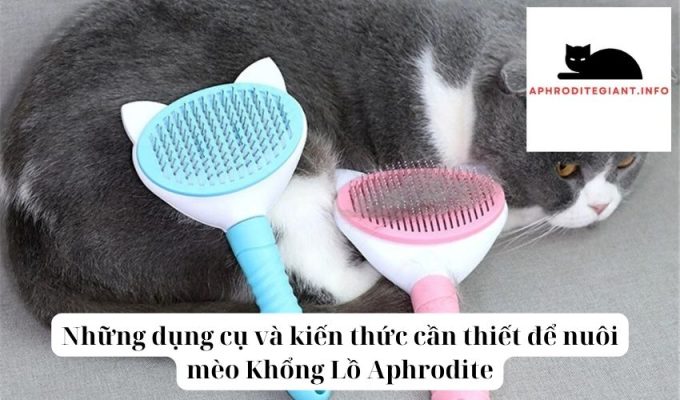 Những dụng cụ và kiến thức cần thiết để nuôi mèo Khổng Lồ Aphrodite