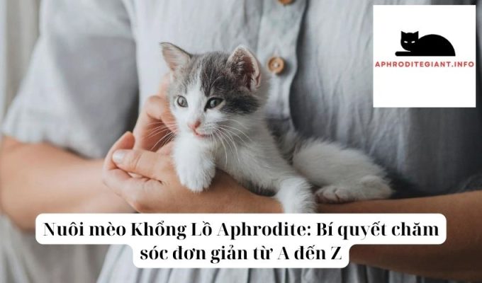 Nuôi mèo Khổng Lồ Aphrodite Bí quyết chăm sóc đơn giản từ A đến Z