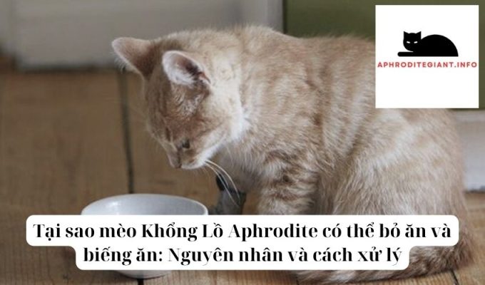 Tại sao mèo Khổng Lồ Aphrodite có thể bỏ ăn và biếng ăn Nguyên nhân và cách xử lý