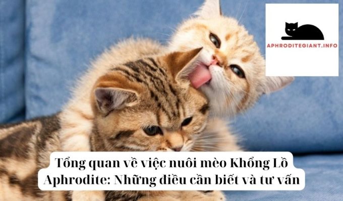 Tổng quan về việc nuôi mèo Khổng Lồ Aphrodite Những điều cần biết và tư vấn