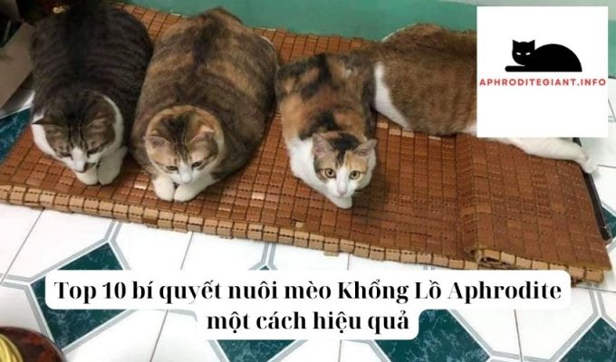 Top 10 bí quyết nuôi mèo Khổng Lồ Aphrodite một cách hiệu quả