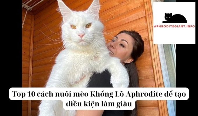 Top 10 cách nuôi mèo Khổng Lồ Aphrodite để tạo điều kiện làm giàu