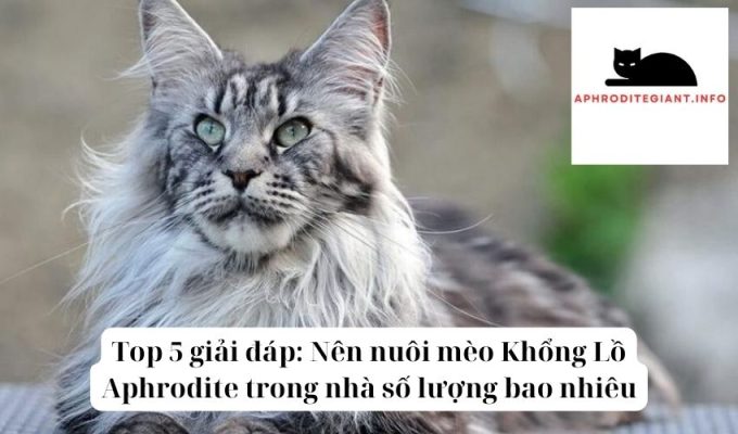 Top 5 giải đáp Nên nuôi mèo Khổng Lồ Aphrodite trong nhà số lượng bao nhiêu