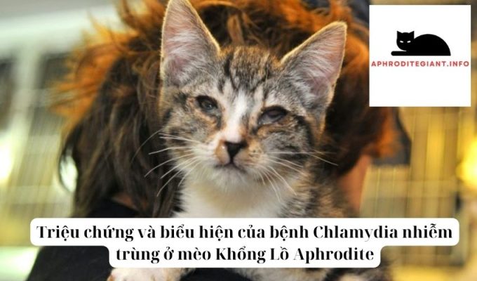 Triệu chứng và biểu hiện của bệnh Chlamydia nhiễm trùng ở mèo Khổng Lồ Aphrodite